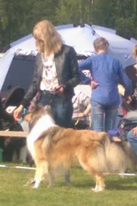 Usko Joensuus KV n�yttelyss� nuortenluokassa arvosanalla EH3